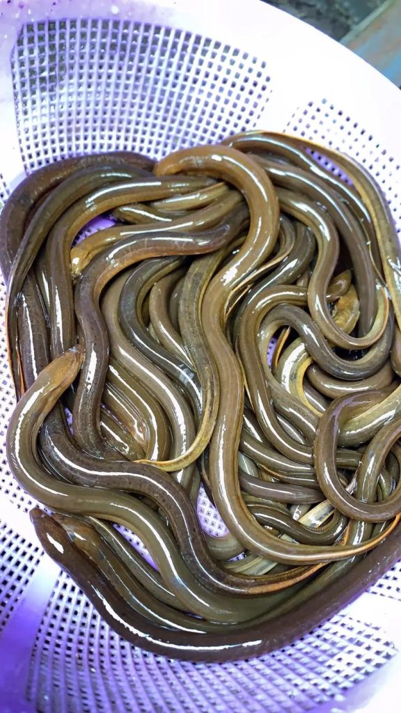 黄鳝养殖应用案例-微噬胞克